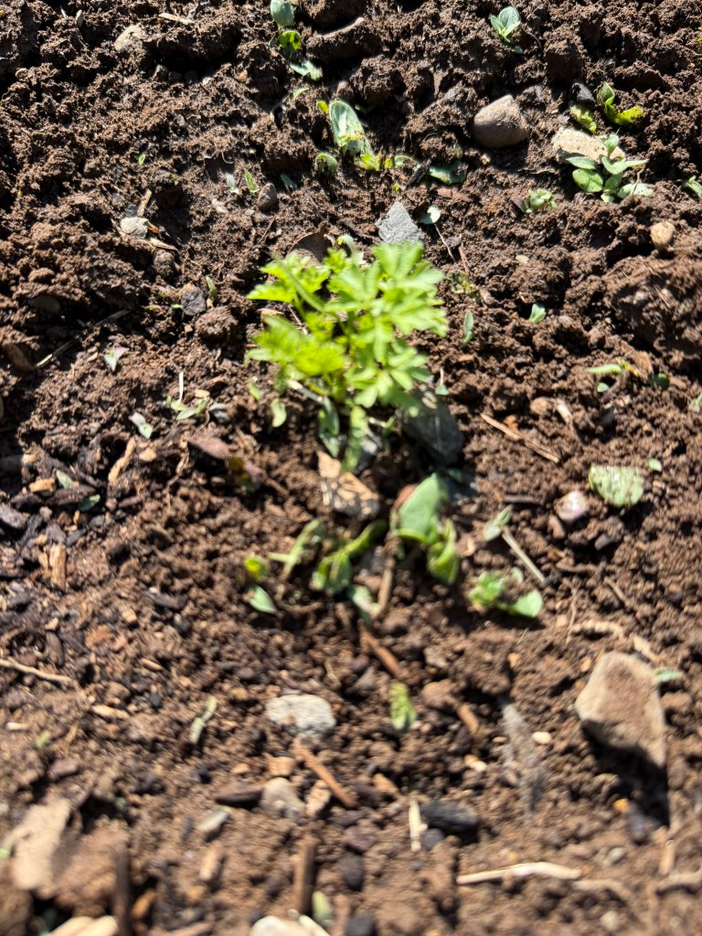 chervil