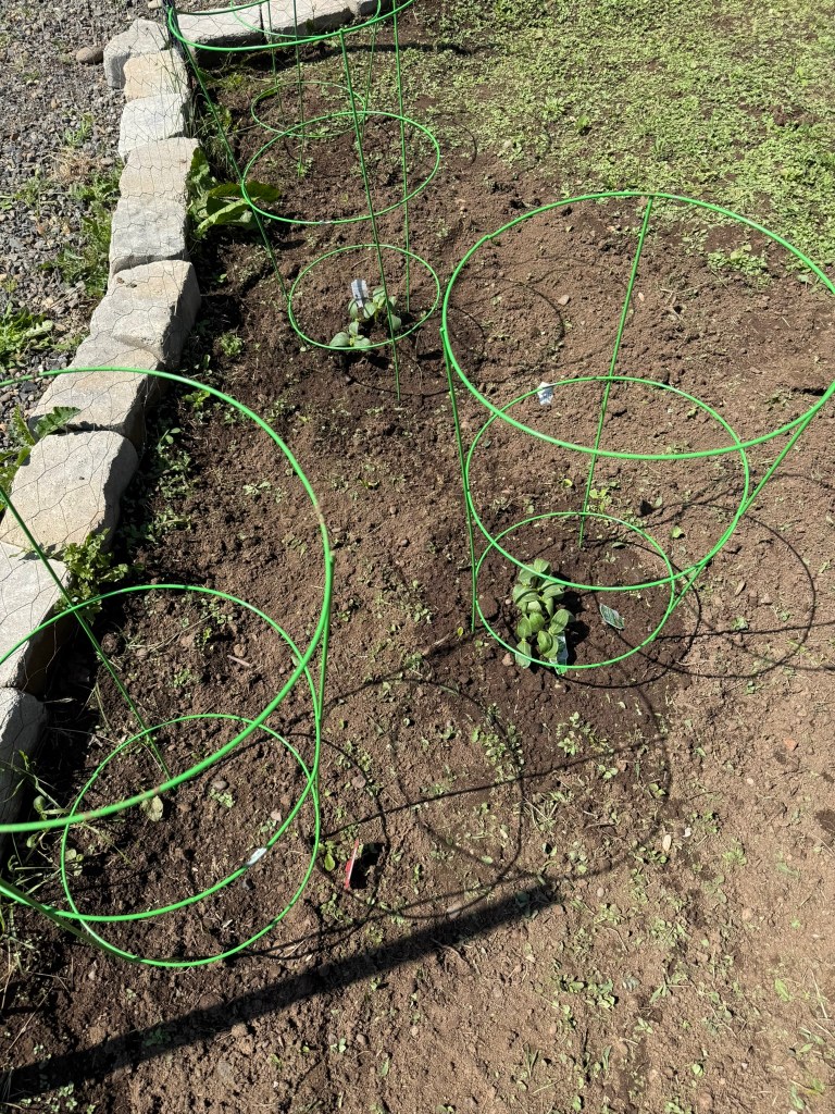 cucumber starts to replace the ones that didn't take