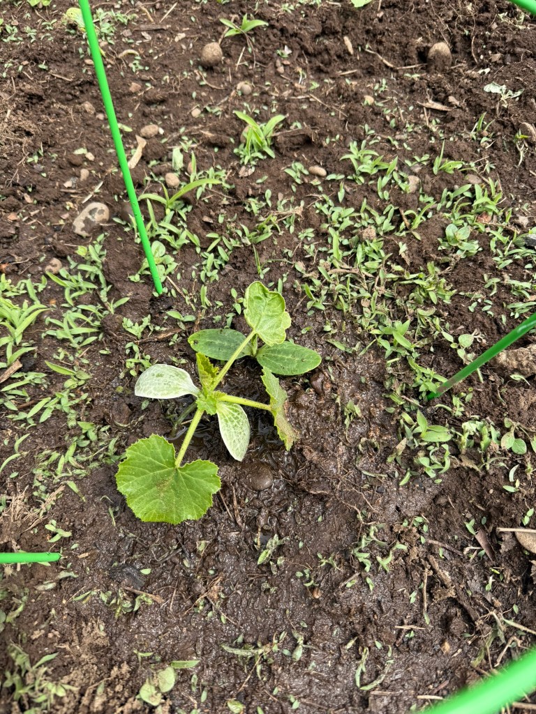 zucchini with a bit of powdery mildew