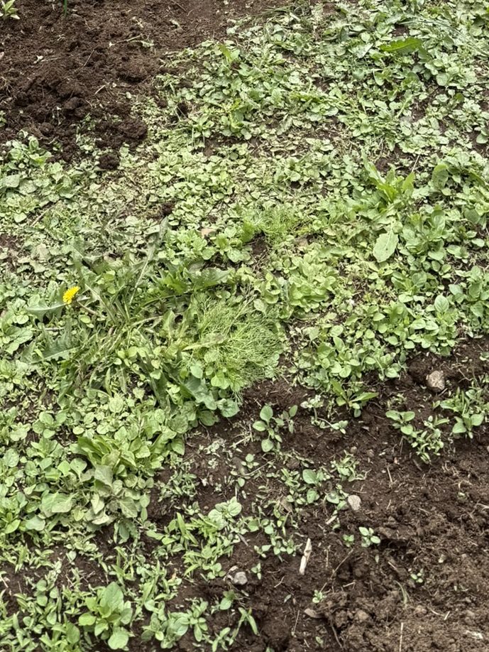 closeup of clover