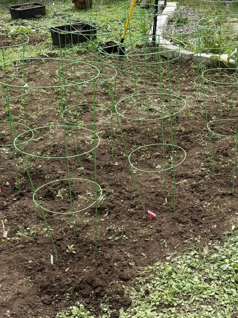 tomato cages up with starts inside