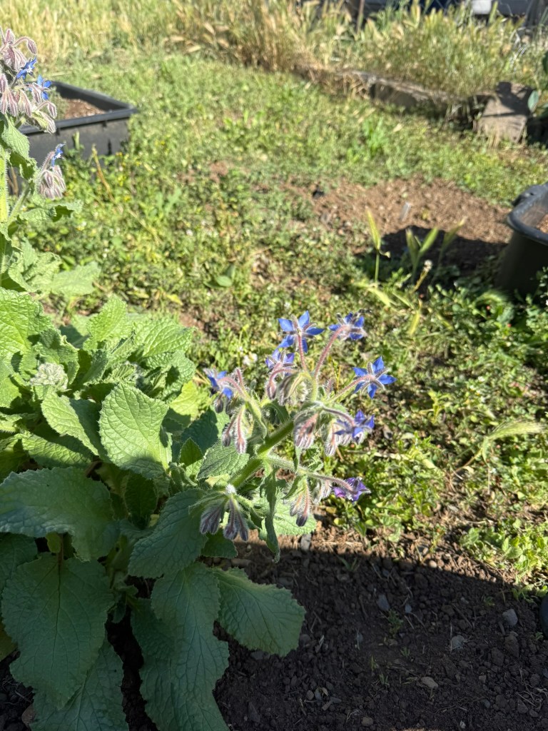 borage blooms