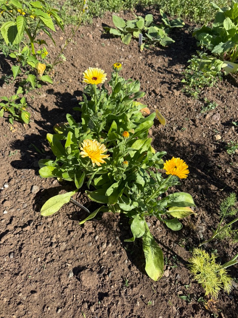 blooming calendula