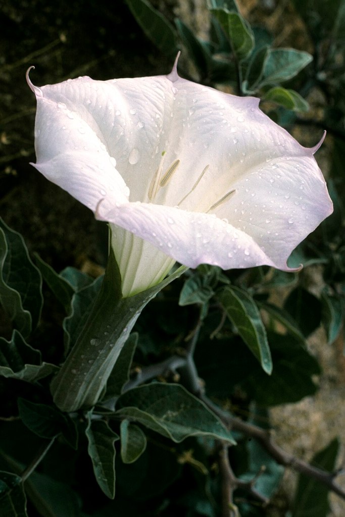 datura flower
