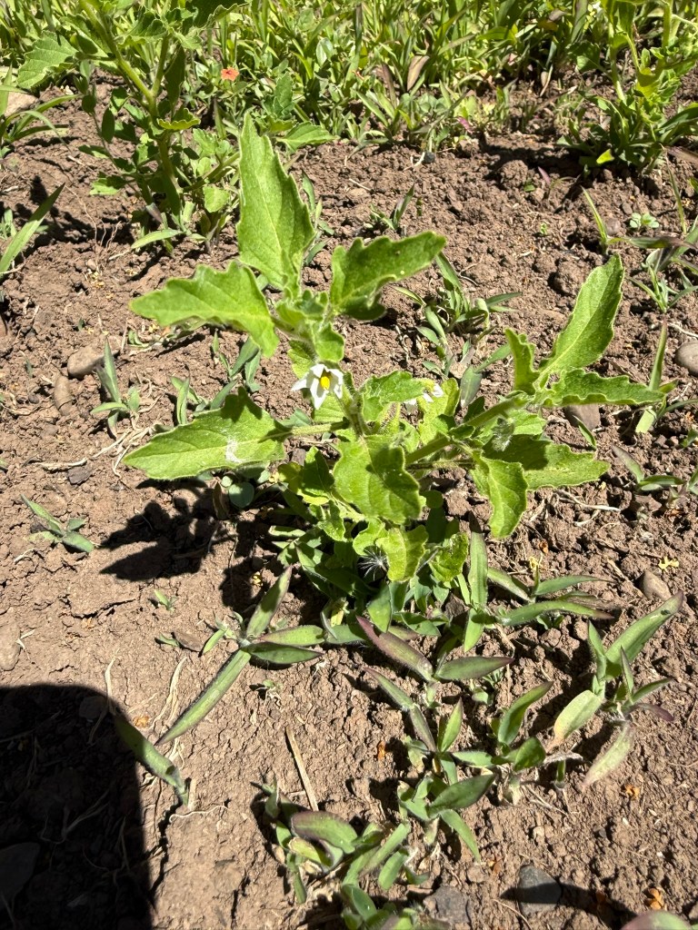 volunteer potato plant