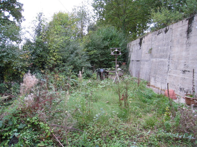 overgrown garden 