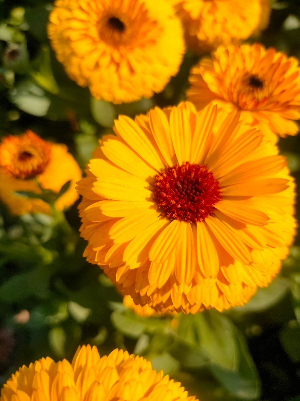 stock photo of a calendula head