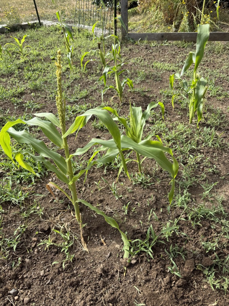 stunted corn stalks
